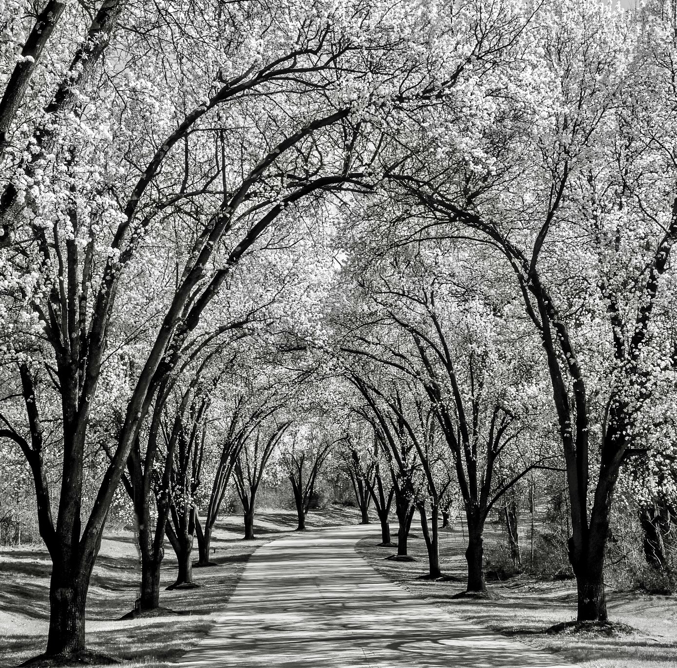 1st Prize L1 Open Mono by Melanie Berlin For Spring Canopy May 2024.jpeg
